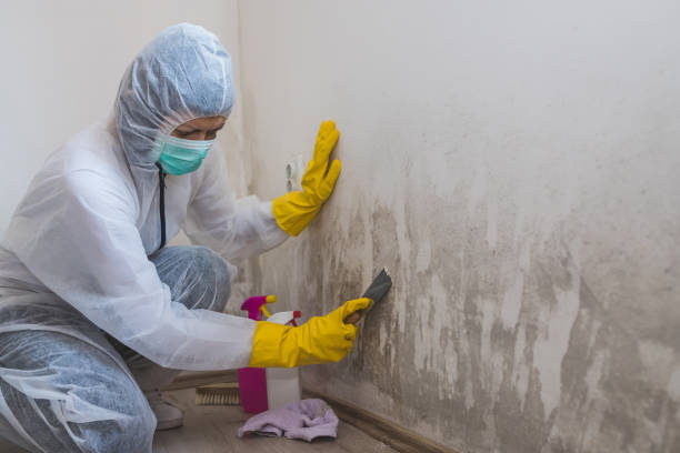 Mold Remediation for Vacation Homes in Stevenson, AL