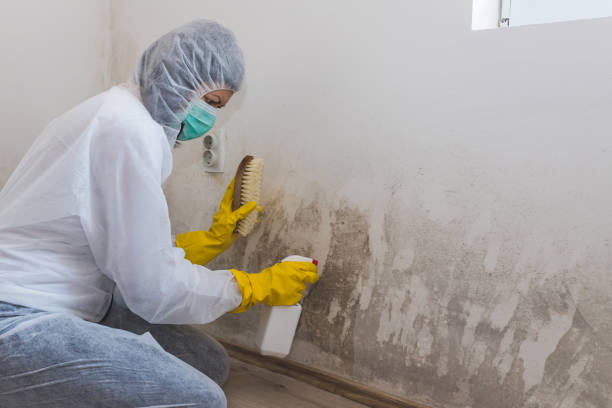 Best Attic Mold Removal  in Stevenson, AL