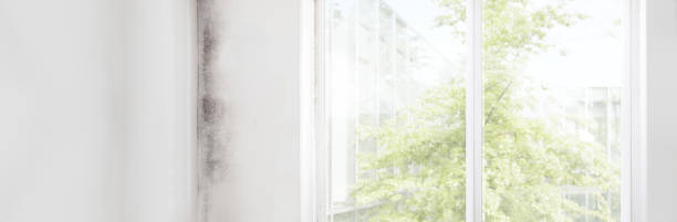 Best Mold-Related Health Consultation  in Stevenson, AL