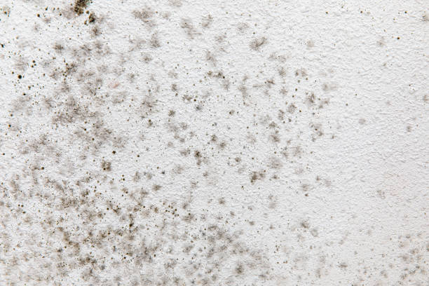 Best Commercial Mold Inspection  in Stevenson, AL