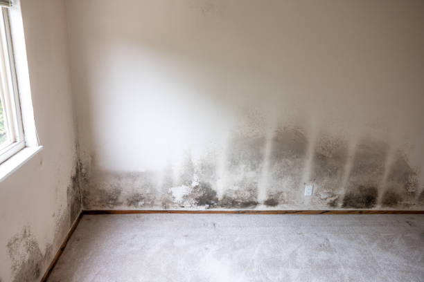 Best Mold Prevention Services  in Stevenson, AL