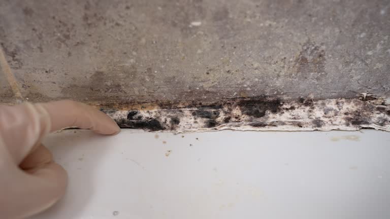 Best Airborne Mold Testing  in Stevenson, AL